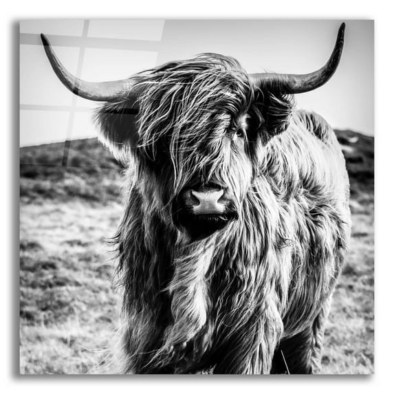 Epic Art 'Fluffy Cow' by Epic Portfolio Acrylic Glass Wall Art, 12"x12"