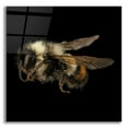 thumbnail image 1 of Epic Art 'Fuzzy Buzzy' by Epic Portfolio Acrylic Glass Wall Art, 12"x12", 1 of 8