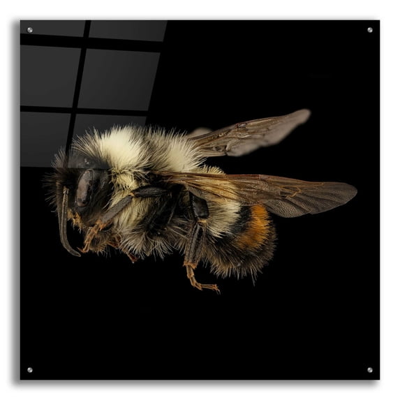 Epic Art 'Fuzzy Buzzy' by Epic Portfolio Acrylic Glass Wall Art, 36"x36"