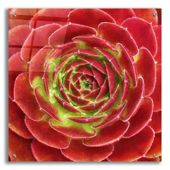 Epic Art 'Fuzzy Red Succulent' by Jan Bell Acrylic Glass Wall Art, 24"x24"
