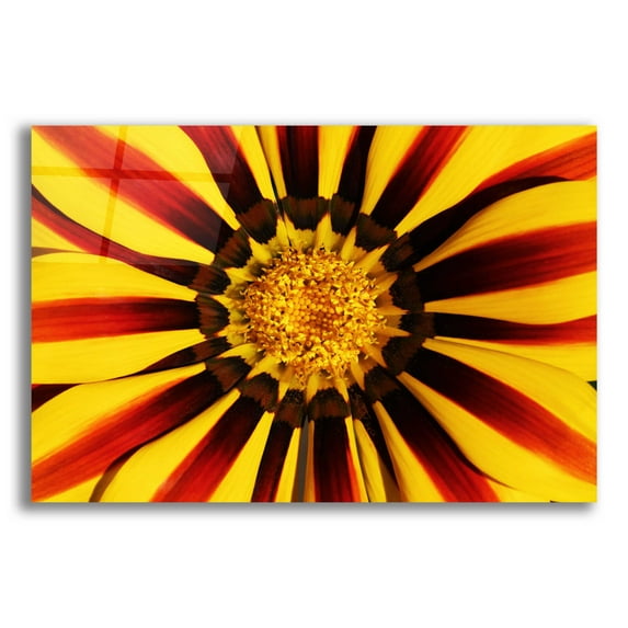 Epic Art 'Gazania' by Epic Portfolio Acrylic Glass Wall Art, 24"x16"