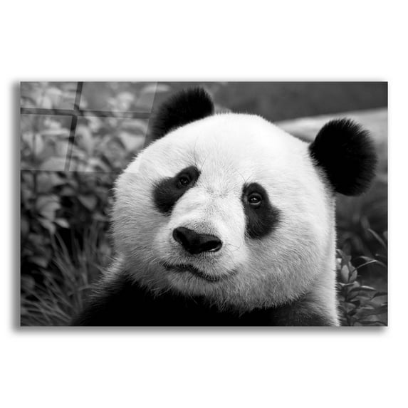 Epic Art 'Giant Panda' by SD Smart, Acrylic Glass Wall Art, 24"x16"