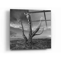 Epic Art 'Giratree' by Dariusz Klimczak, Acrylic Glass Wall Art, 12"x12"