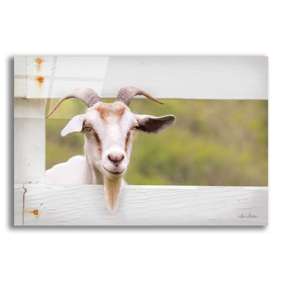 Epic Art 'Goat at Fence' by Lori Deiter Acrylic Glass Wall Art, 24"x16"