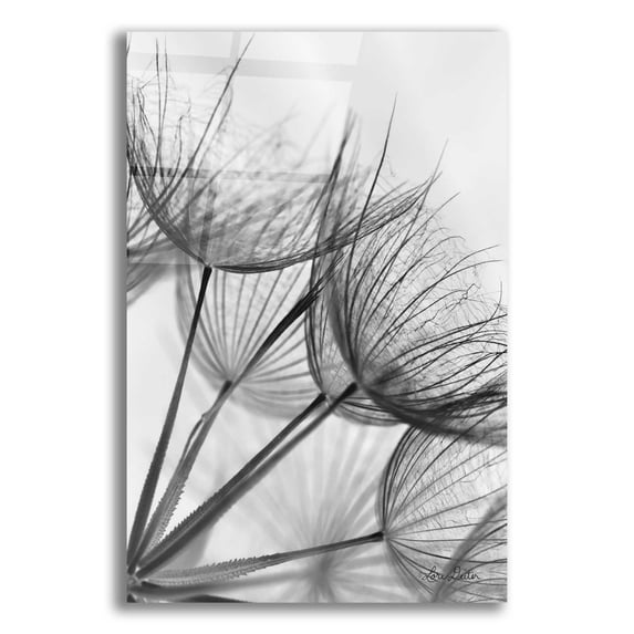 Epic Art 'Goatsbeard II' by Lori Deiter Acrylic Glass Wall Art, 16"x24"