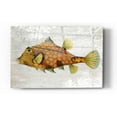 thumbnail image 1 of Epic Art 'Gold Turret Fish' by Fab Funky Acrylic Glass Wall Art, 16"x24", 1 of 2