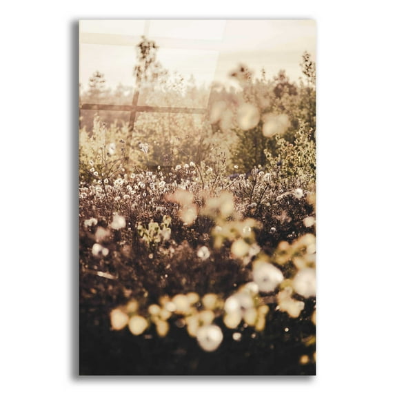 Epic Art 'Golden Field' by Design Fabrikken, Acrylic Glass Wall Art, 16"x24"