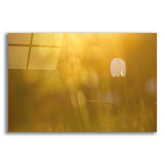 Epic Art ' Golden' by Roeselien Raimond, Acrylic Glass Wall Art, 24"x16"