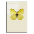 thumbnail image 1 of Epic Art 'Gonepteryx Rhamni' by Incado, Acrylic Glass Wall Art, 16"x24", 1 of 8