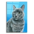 thumbnail image 1 of Epic Art 'Gray Cat' by Rebecca Wang Art, Acrylic Glass Wall Art, 12"x16", 1 of 8