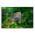 thumbnail image 1 of Epic Art ' Green Iguana' by Don Spears, Acrylic Glass Wall Art, 36"x24", 1 of 8