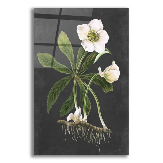 Epic Art 'Hellebore' by Lettered & Lined, Acrylic Glass Wall Art, 12"x16"