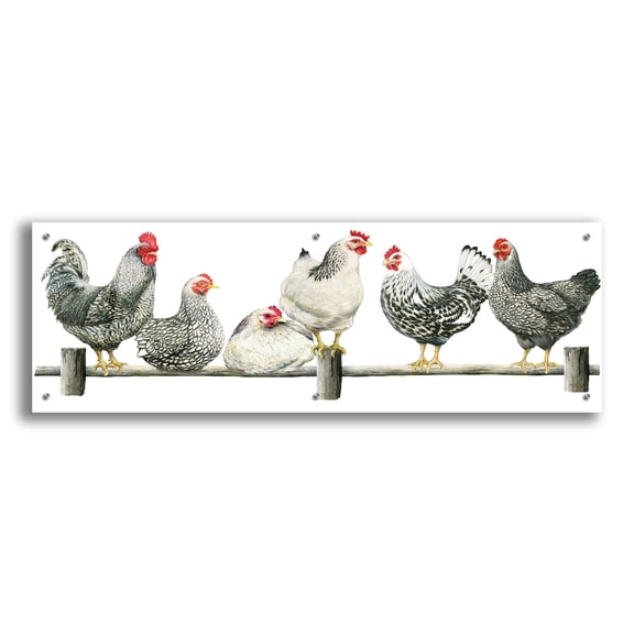 Epic Art 'Hens, White Background' by Janet Pidoux, Acrylic Glass Wall Art, 48"x16"