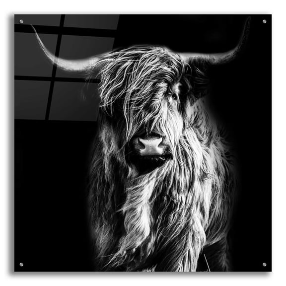 Epic Art 'Hippy Highland Cow' by Epic Portfolio Acrylic Glass Wall Art, 36"x36"