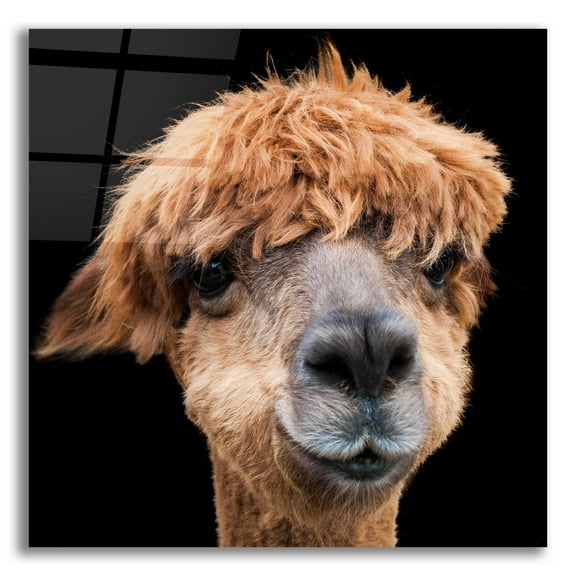 Epic Art 'Hippy Lama' by Epic Portfolio Acrylic Glass Wall Art, 12"x12"