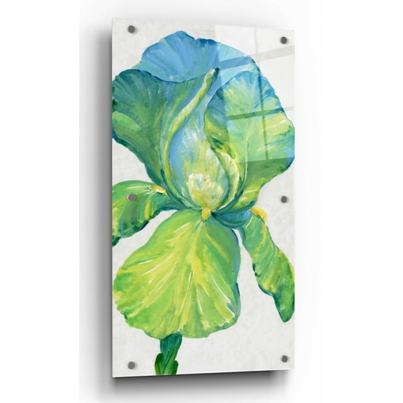 Epic Art 'Iris Bloom in Green II' by Tim O'Toole, Acrylic Glass Wall Art, 24"x48"