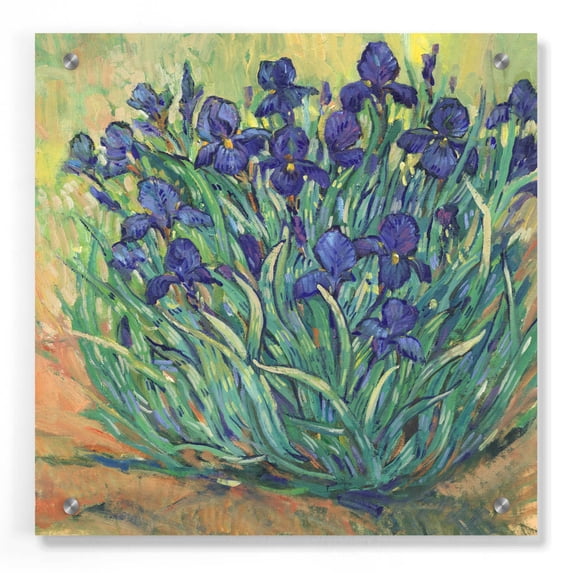 Epic Art 'Irises in Bloom I' by Tim O'Toole, Acrylic Glass Wall Art, 36"x36"
