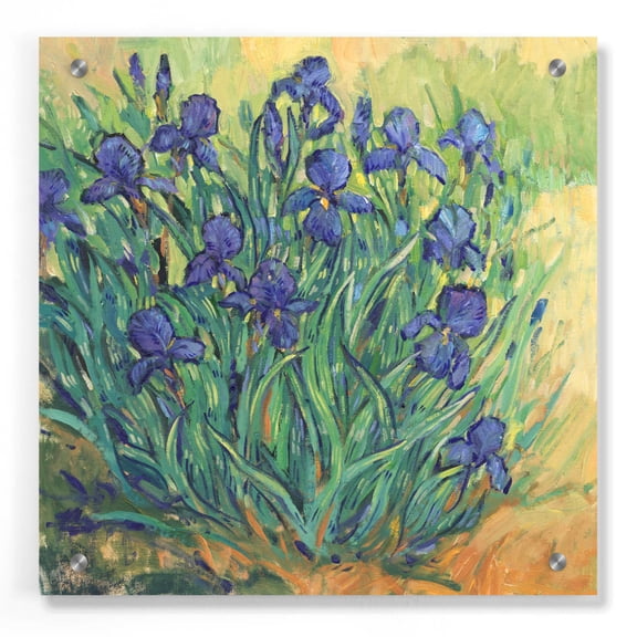 Epic Art 'Irises in Bloom II' by Tim O'Toole, Acrylic Glass Wall Art, 36"x36"
