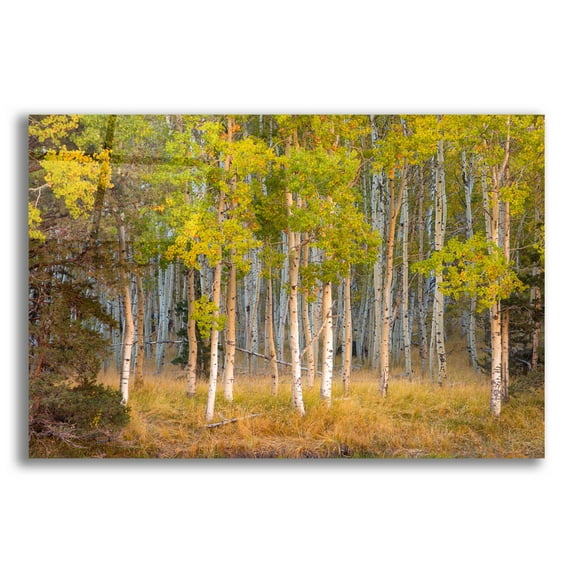 Epic Art 'June Lake Aspen' by John Gavrilis, Acrylic Glass Wall Art, 16"x12"