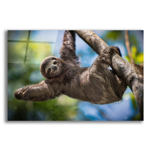 Epic Art 'Just Hanging Around' by Jonathan Ross, Acrylic Glass Wall Art, 16"x12"