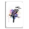 thumbnail image 1 of Epic Art ' Kookaburra' by Karin Roberts, Acrylic Glass Wall Art, 24"x36", 1 of 8