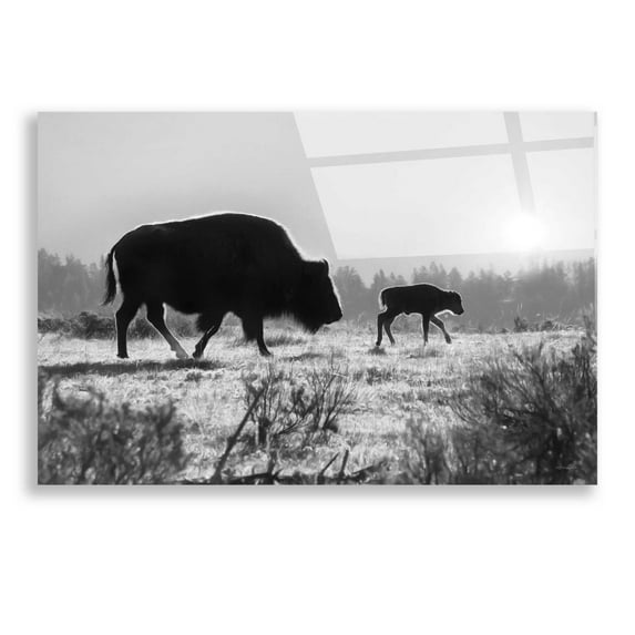 Epic Art 'Lamar Valley Migration' by Lori Deiter, Acrylic Glass Wall Art, 24"x16"