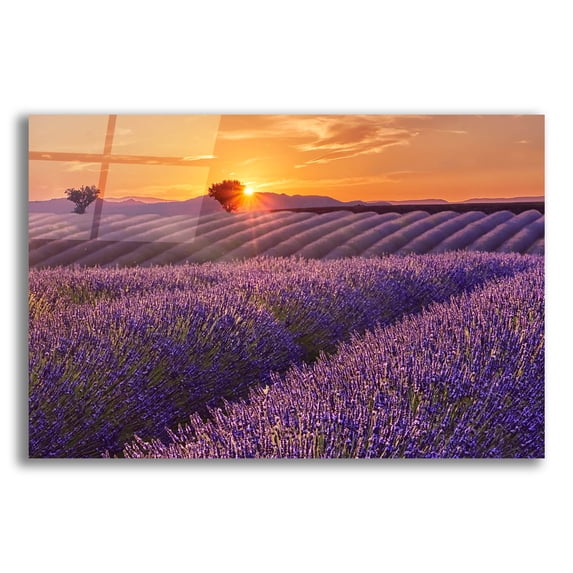 Epic Art 'Lavender Field at Sunset' by Cora Niele, Acrylic Glass Wall Art, 24"x16"