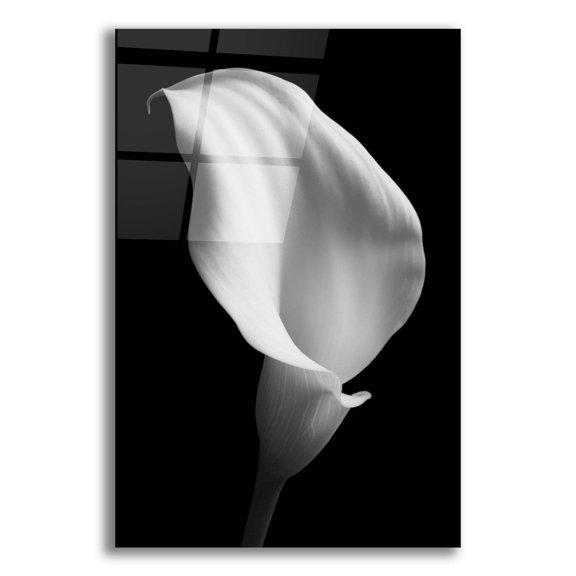 Epic Art 'Lily on Black 02' by Tom Quartermaine, Acrylic Glass Wall Art, 16"x24"