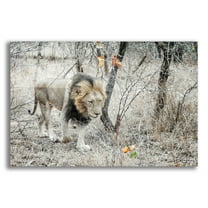 Epic Art ' Lion' by Helene Sobol, Acrylic Glass Wall Art, 24"x16"