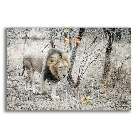 Epic Art ' Lion' by Helene Sobol, Acrylic Glass Wall Art, 36"x24"