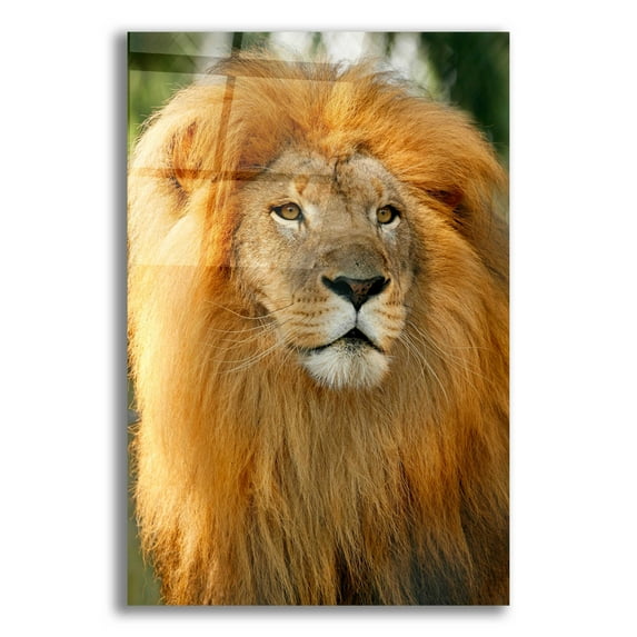 Epic Art 'Lion' by Mike Jones, Acrylic Glass Wall Art, 16"x24"