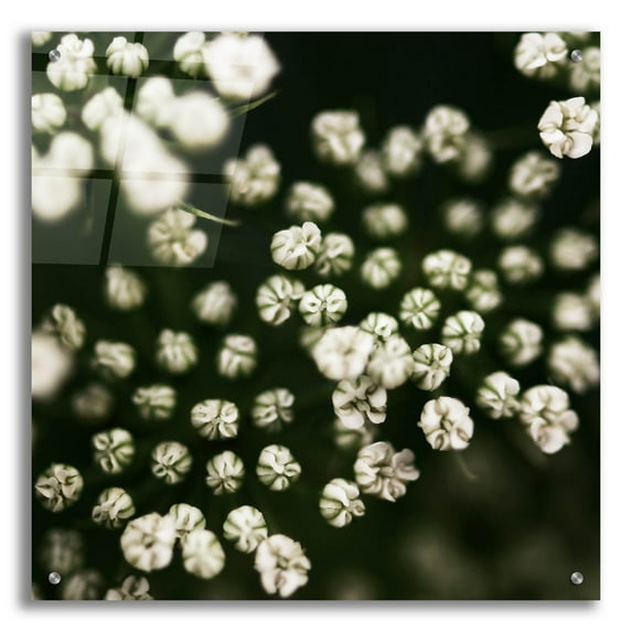Epic Art 'Little White Flowers' by Tom Quartermaine, Acrylic Glass Wall Art, 24"x24"