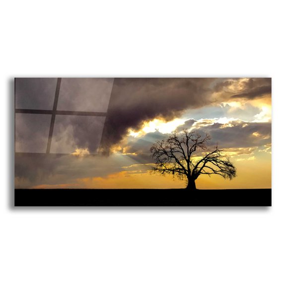 Epic Art 'Lone Tree In The Morning Light' by Don Schwartz, Acrylic Glass Wall Art, 24"x12"