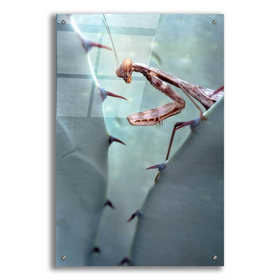 Epic Art 'Mantis Agave' by Thomas Haney, Acrylic Glass Wall Art, 24"x36"