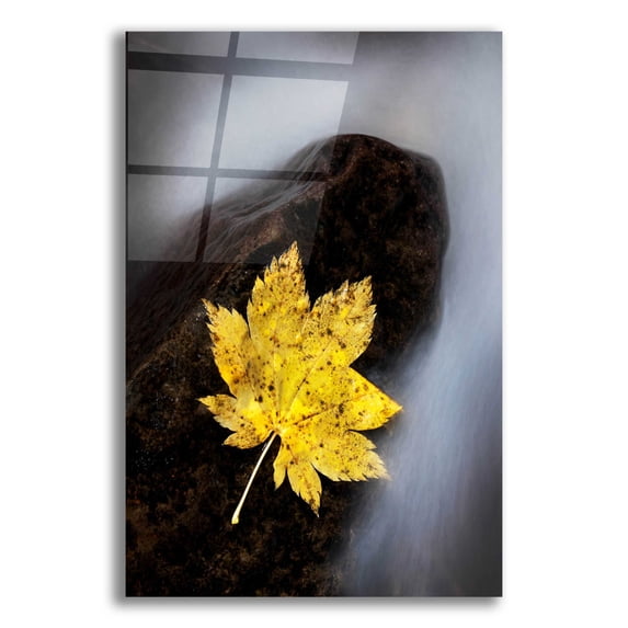 Epic Art 'Maple Leaf Stranded' by Thomas Haney, Acrylic Glass Wall Art, 16"x24"