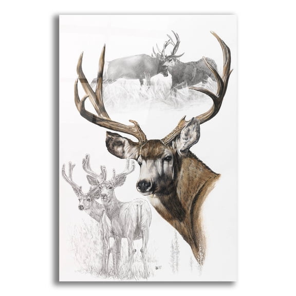 Epic Art 'Mule Deer' by Barbara Keith, Acrylic Glass Wall Art, 12"x16"