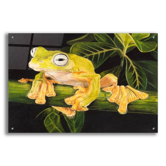 Epic Art 'Musky Flying Frog' by Barbara Keith, Acrylic Glass Wall Art, 36"x24"