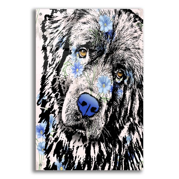 Epic Art 'Newfie' by Dean Russo Acrylic Glass Wall Art, 24" x 36"