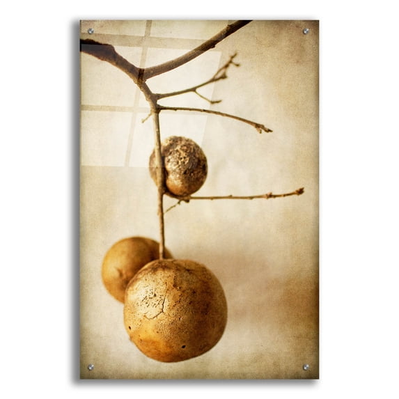 Epic Art 'Oak Pods 1' by Jessica Rogers, Acrylic Glass Wall Art, 24"x36"