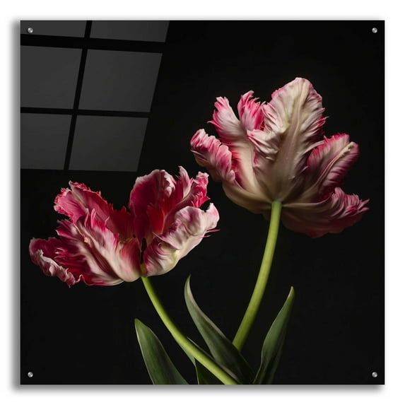 Epic Art 'Open Bloomed Tulips' by Leah McLean, Acrylic Glass Wall Art, 36"x36"