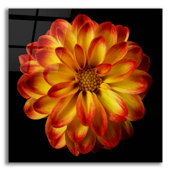 Epic Art 'Orange Dahlia on Black 01' by Tom Quartermaine, Acrylic Glass Wall Art, 12"x12"