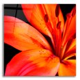 thumbnail image 1 of Epic Art 'Orange Flower on Black 02' by Tom Quartermaine, Acrylic Glass Wall Art, 12"x12", 1 of 8