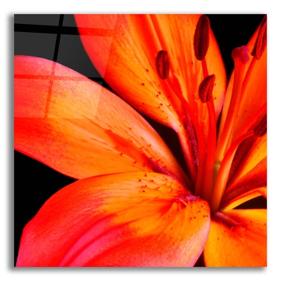 Epic Art 'Orange Flower on Black 02' by Tom Quartermaine, Acrylic Glass Wall Art, 12"x12"