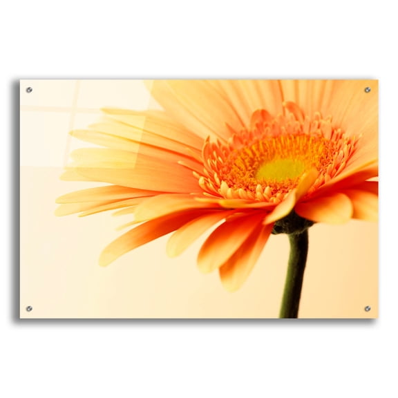 Epic Art 'Orange Flower on Orange' by Tom Quartermaine, Acrylic Glass Wall Art, 36"x24"