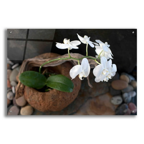 Epic Art 'Orchid Flowers' by Elena Ray, Acrylic Glass Wall Art, 36"x24"