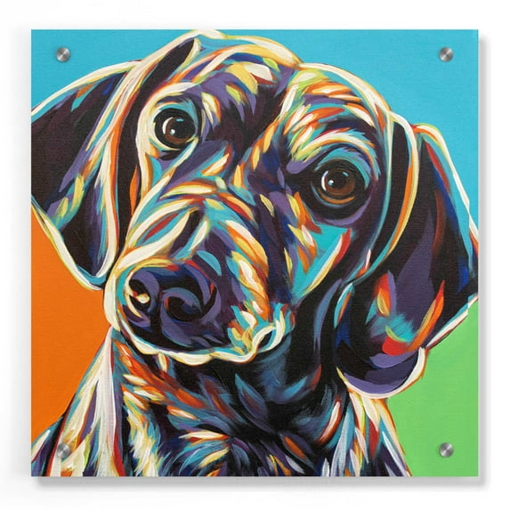 Epic Art 'Painted Dachshund II' by Carolee Vitaletti, Acrylic Glass Wall Art, 36"x36"