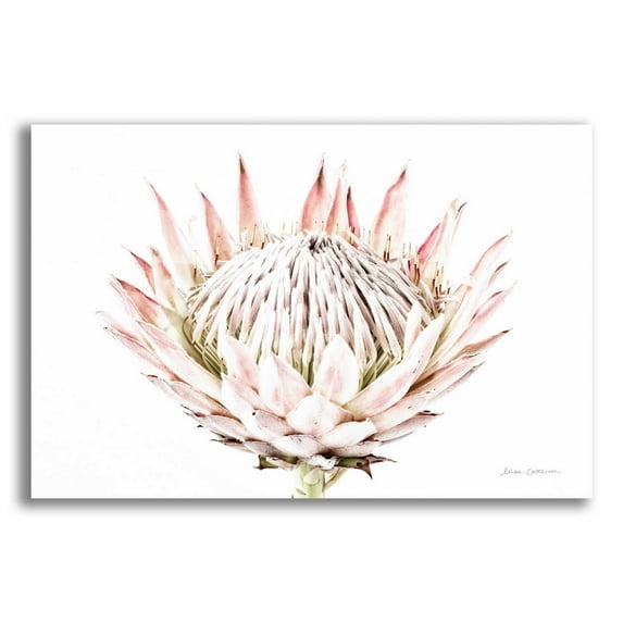 Epic Art 'Pastel Protea I' by Elise Catterall, Acrylic Glass Wall Art, 16"x12"