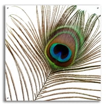 Epic Art 'Peacock Feather 01' by Tom Quartermaine, Acrylic Glass Wall Art, 36"x36"