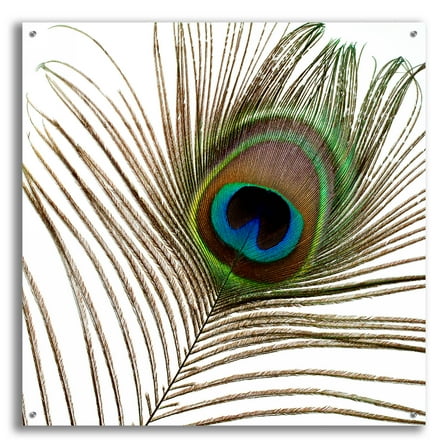 Epic Art 'Peacock Feather 01' by Tom Quartermaine, Acrylic Glass Wall Art, 36"x36"