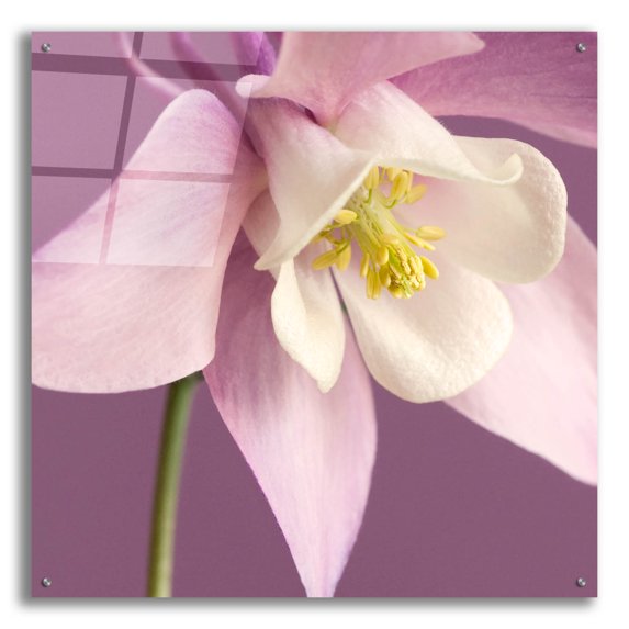 Epic Art 'Pink Aquiligia' by Tom Quartermaine, Acrylic Glass Wall Art, 36"x36"